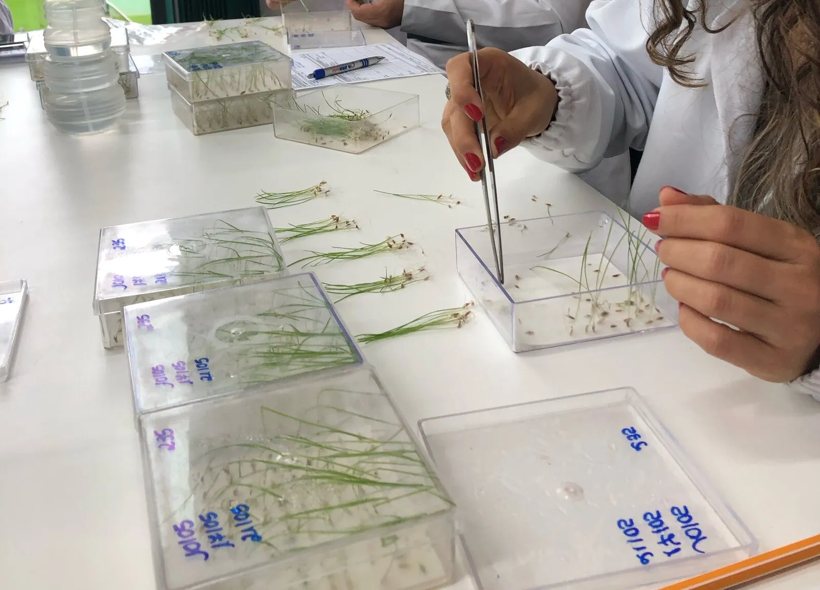 Analista separando plântulas em teste de germinação