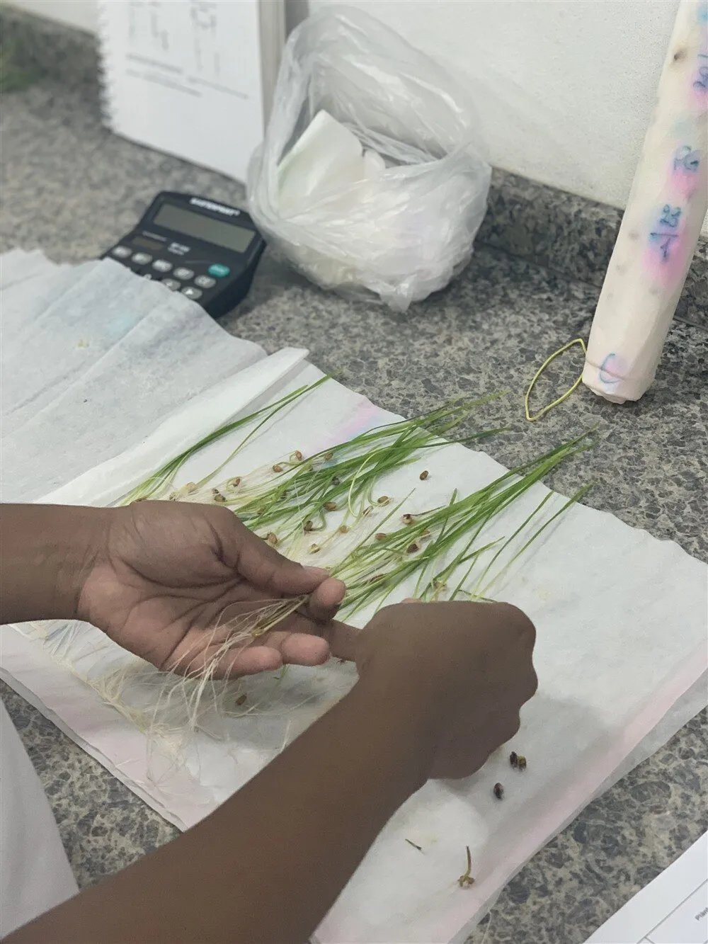 Plântulas em teste de germinação no laboratório
