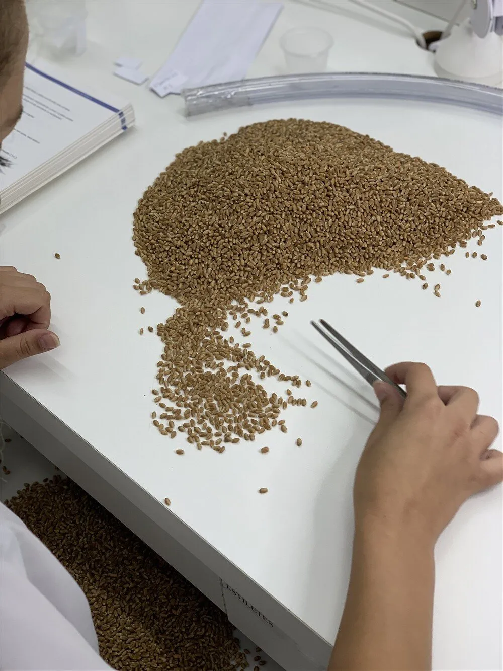 Amostra de trigo sendo analisada com pinça